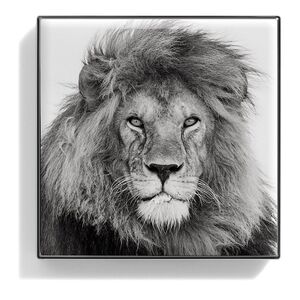 Luminescent Eye Shade - Lion